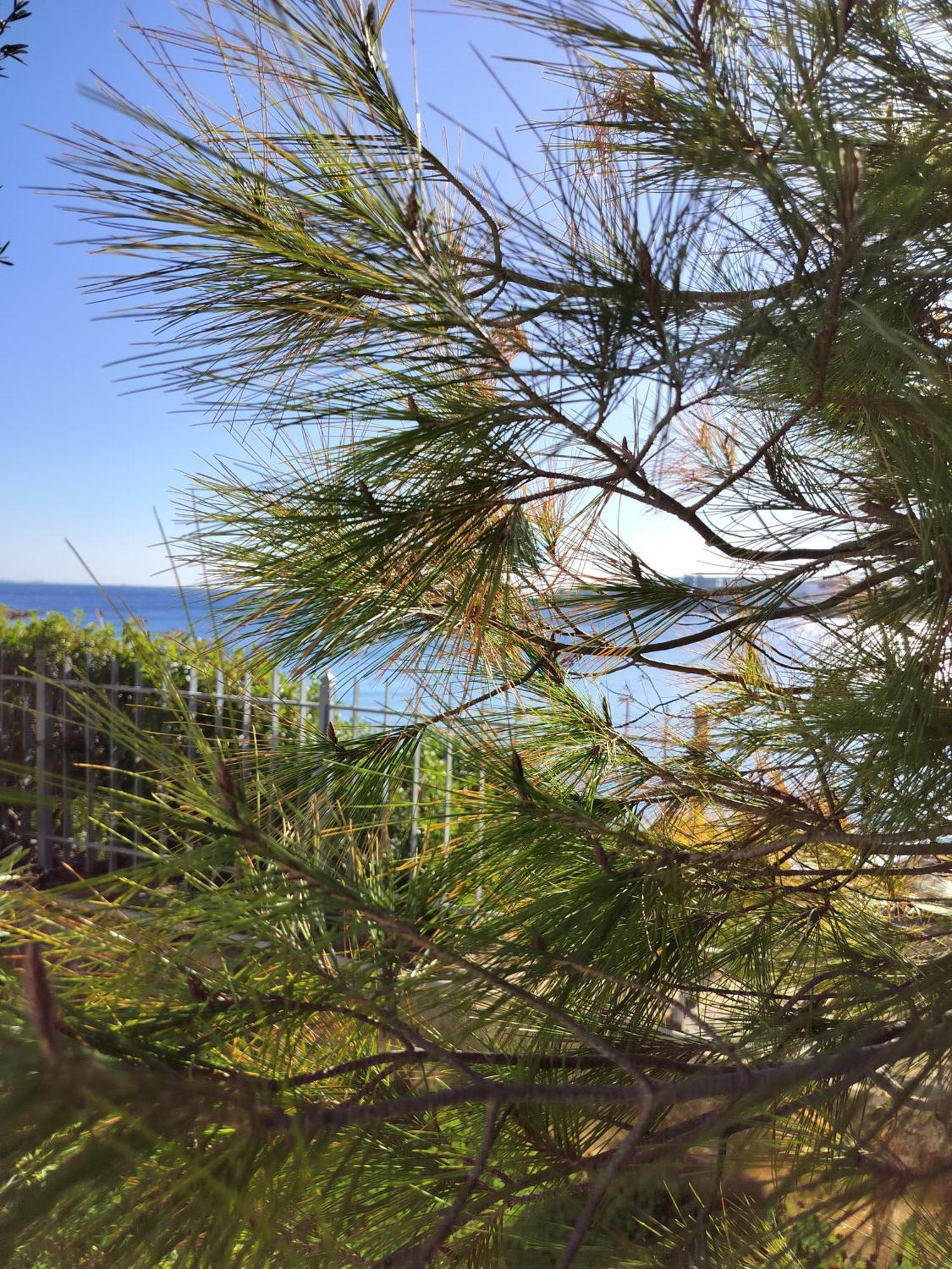 Cap Sounion Seafront Apartments -Adults Only エクステリア 写真